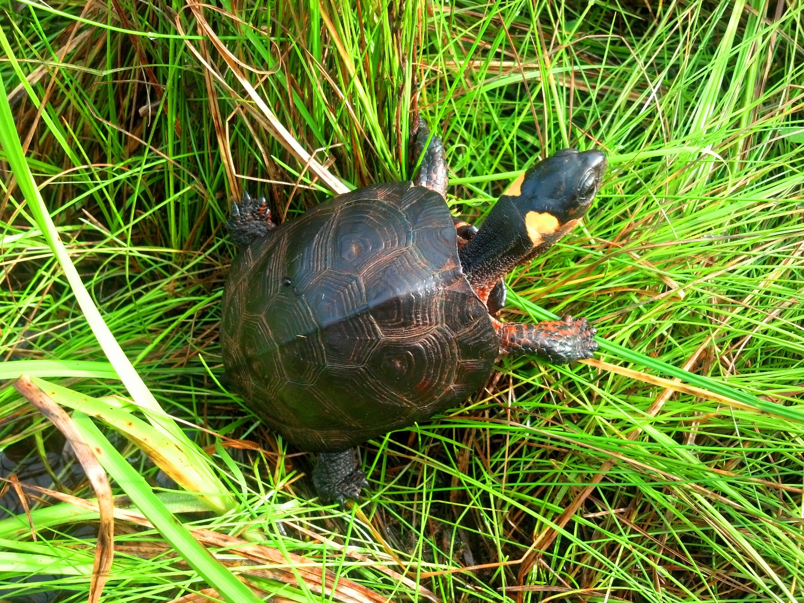 Bog Turtle 2   Jason Tesauro